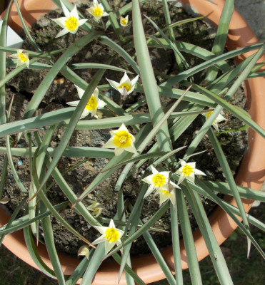 DSCN2781_Tulipa_sogdiana.jpg
