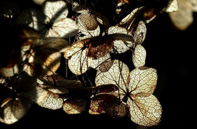 Hortensia_2_18-11-2007.jpg