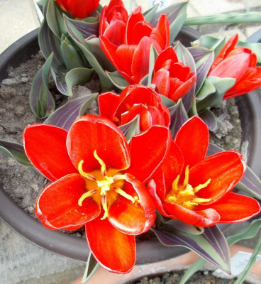 DSCN2782_Tulipa_Moravian_Sunset.jpg