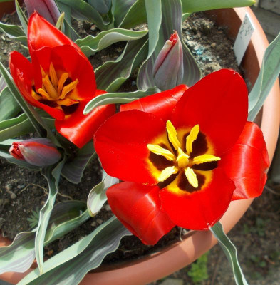 DSCN2783 _Tulipa_Opus_One.jpg