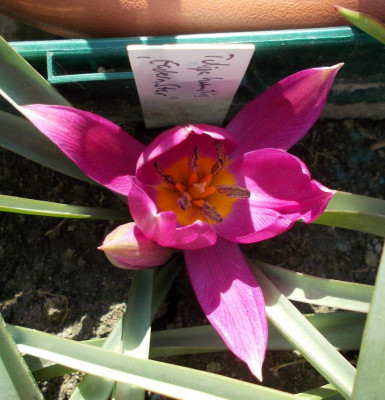 DSCN2797_Tulipa_humilis_Eastern_Star.jpg