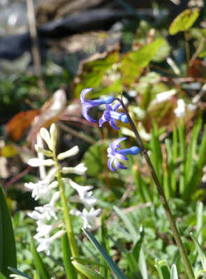 2021-04-02 Hyacinthus 2.jpg