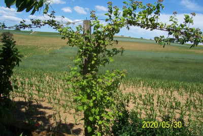 100_8335 schwarze Himbeere.jpg