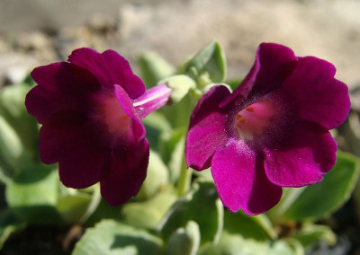 Primula marginataÀdrian Evans´-2.jpg