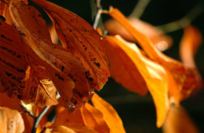 Parrotia_2_18-11-2007.jpg
