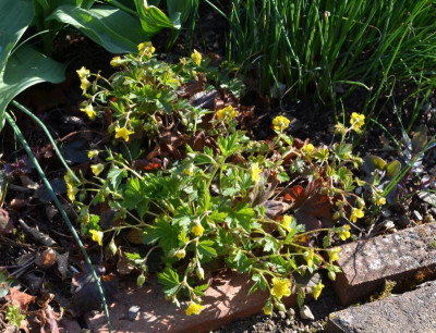 Waldsteinia_geoides.21-1.jpg