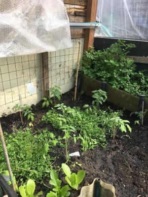 TomatenWalipini.JPG