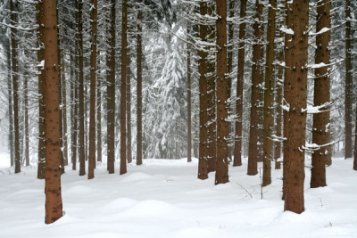 Winterwald-7.jpg