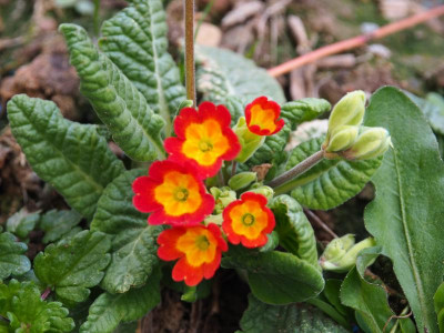 Primula veris subsp. rubra P4170253.JPG