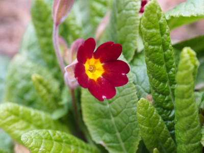 Primula Veris Rot P4170250.JPG