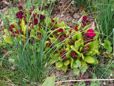 Primula vulgaris Captain Blood P4170349.JPG