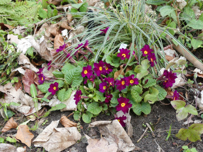 2021-04-16 Primula 'Frühlingsbote' 1.jpg
