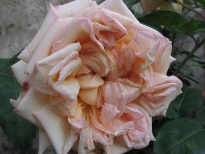Baronne_Henriette_de_Snoy_2.jpg