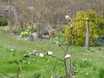2021-04-17 Magnolia 'Scented Silver'.jpg