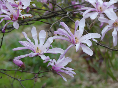 2021-04-17 Magnolia 'Leonard Messel' 1.jpg