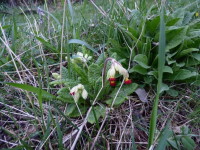 primula veris rot 2021.jpg