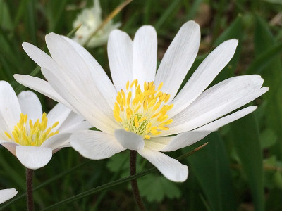2021-04-17 Anemone.jpg