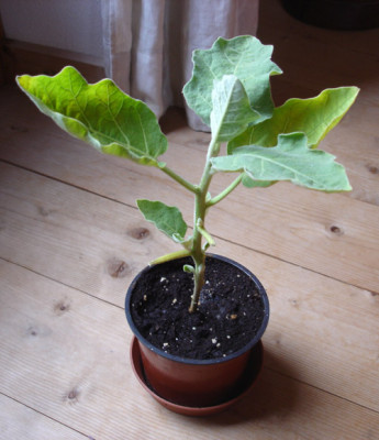 aubergine-005.jpg