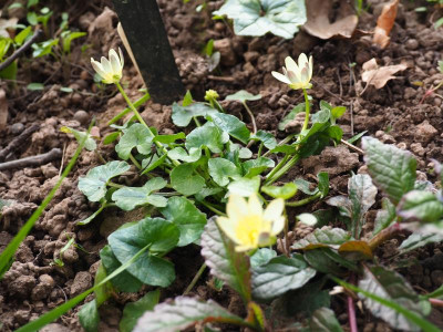 Ranunculus ficaria Blueberries and Cream P4170269.JPG