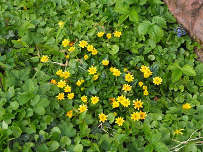 Ranunculus ficaria Collarette P4170279.JPG