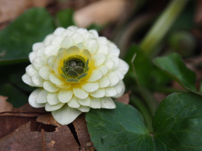 Ranunculus ficaria Ken Aslet P4170289.JPG