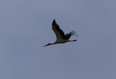 2021-04-17 Storch 3.jpg