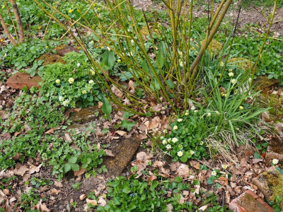 Ranunculus ficaria Ken Aslet Poussierstängel Cornus P4170345.JPG