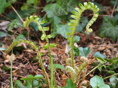 Amerikanischer Weihnachtsfarn Polystichum acrostichoides P4170237.JPG