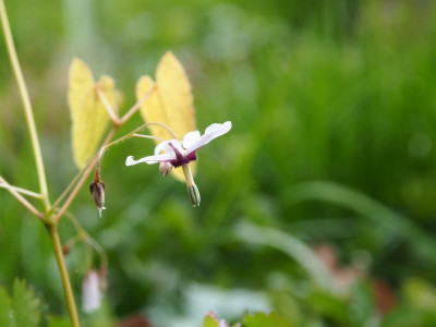 Epimedium fargesii Eidmann P4170305.JPG