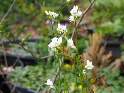 Allium zebdanense P4170327.JPG