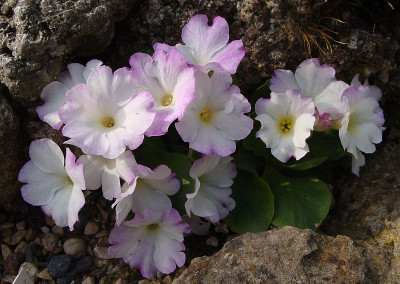 Primula allionii Pinc Ice (2).jpg