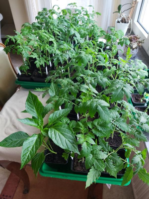 Tomaten 2020-04-18.jpg