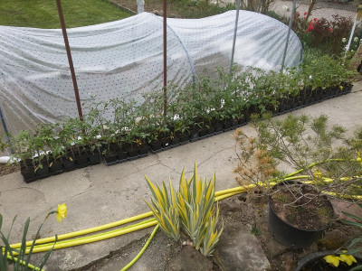 Tomaten 210416.jpg
