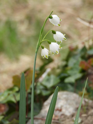 DSCN5066.JPG