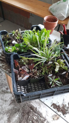 IMG-20210417-WA0009.jpeg