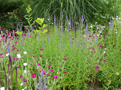 2020-07-08 Veronica 'Hermannshof' 1.jpg