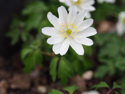 Anemone nemorosa Bohemia P4170339.JPG