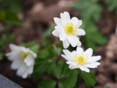 Anemone nemorosa Bohemia P4170340.JPG