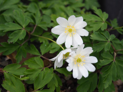 Anemone nemorosa nicht Bohemia P4170341.JPG