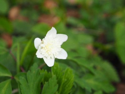 Anemone nemorosa Vestal P4170306.JPG