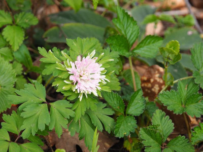 Anemone nemorosa Lisa P4170307.JPG