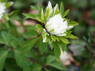 Anemone nemorosa Monstrosa P4170342.JPG