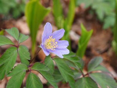 Anemone nemorosa Robinsoniana P4170314.JPG