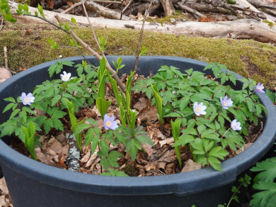 Anemone nemorosa Robinsoniana P4170315.JPG