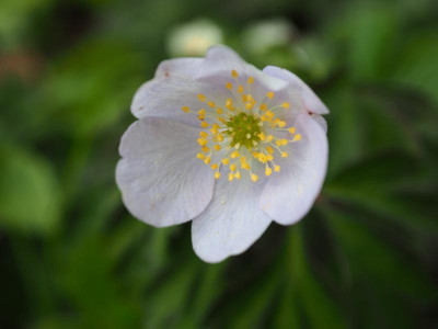 Anemone nemorosa 'Caerulea' P4170276.JPG