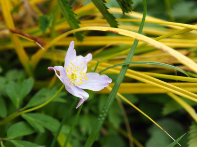 Anemone nemorosa Atrocaerulea P4170302.JPG