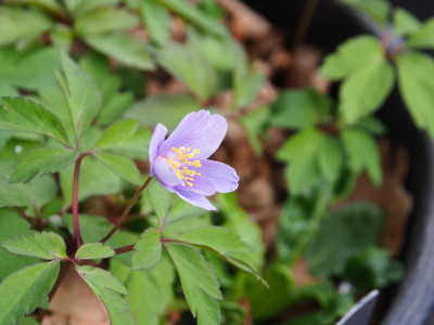 Anemone nemorosa Royal Blue P4170309.JPG