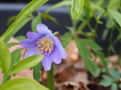 Anemone nemorosa Royal Blue P4170321.JPG