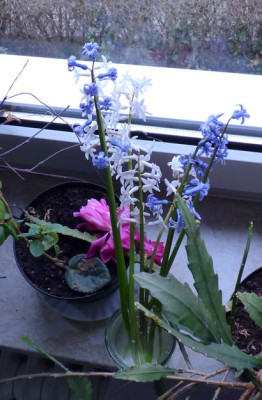 Wildhyacinthen Ableger.jpg