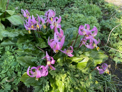 Erythronium revolutum April 2021.jpg